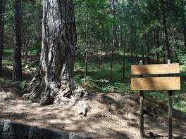 The Zappinazzu pine tree: with another sign describing it