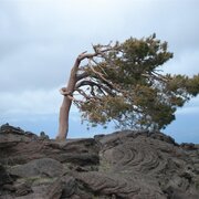 Un albero su deserto lavico